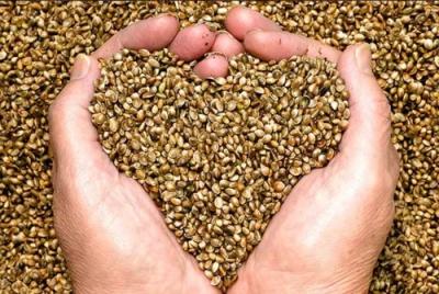Organic Hemp Seed
